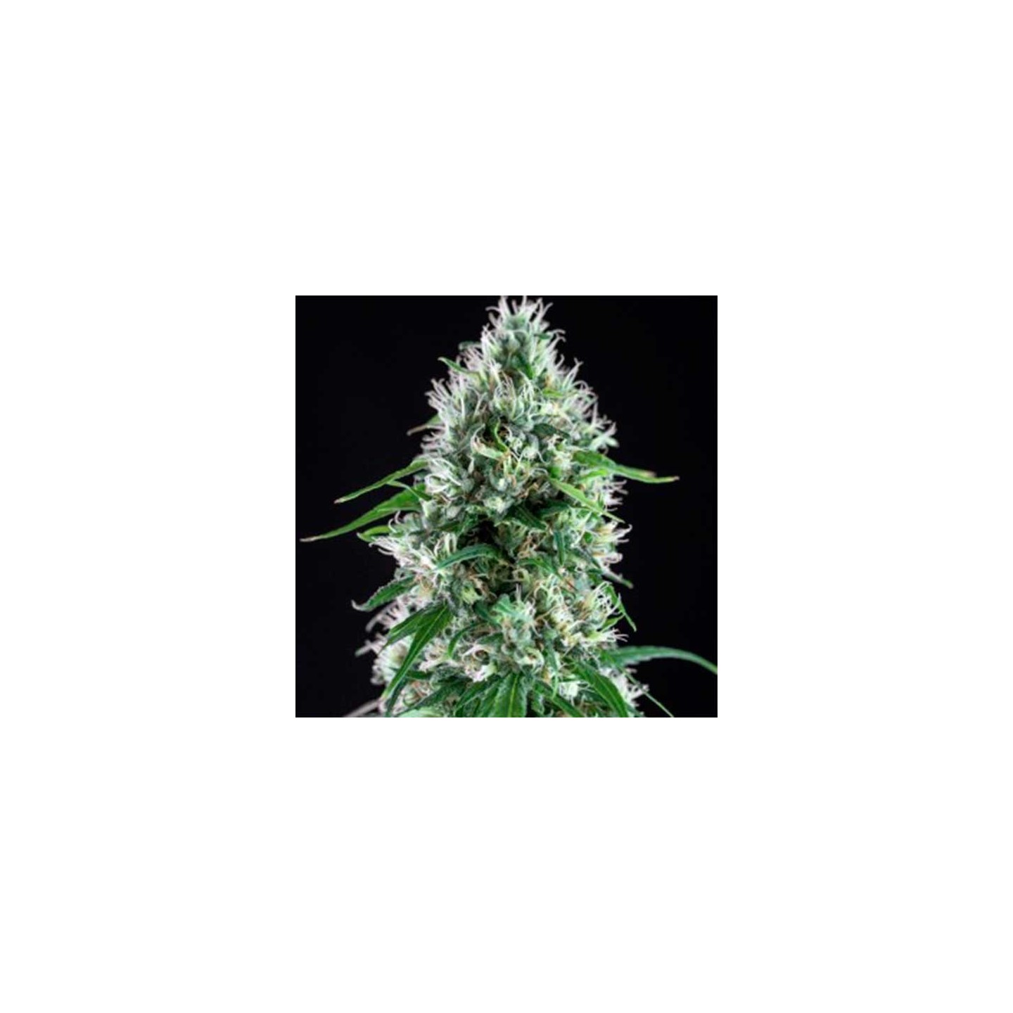 Ese T. Bilbo Autofloreciente Feminizada de Genehtik Seeds