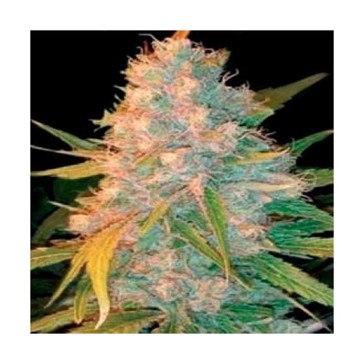Azken Indika (L.U.I) Regular de Genehtik Seeds
