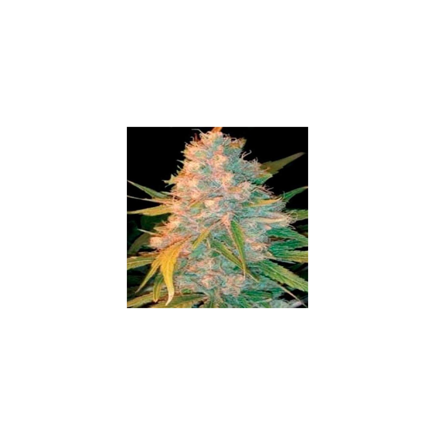 Azken Indika (L.U.I) Regular de Genehtik Seeds