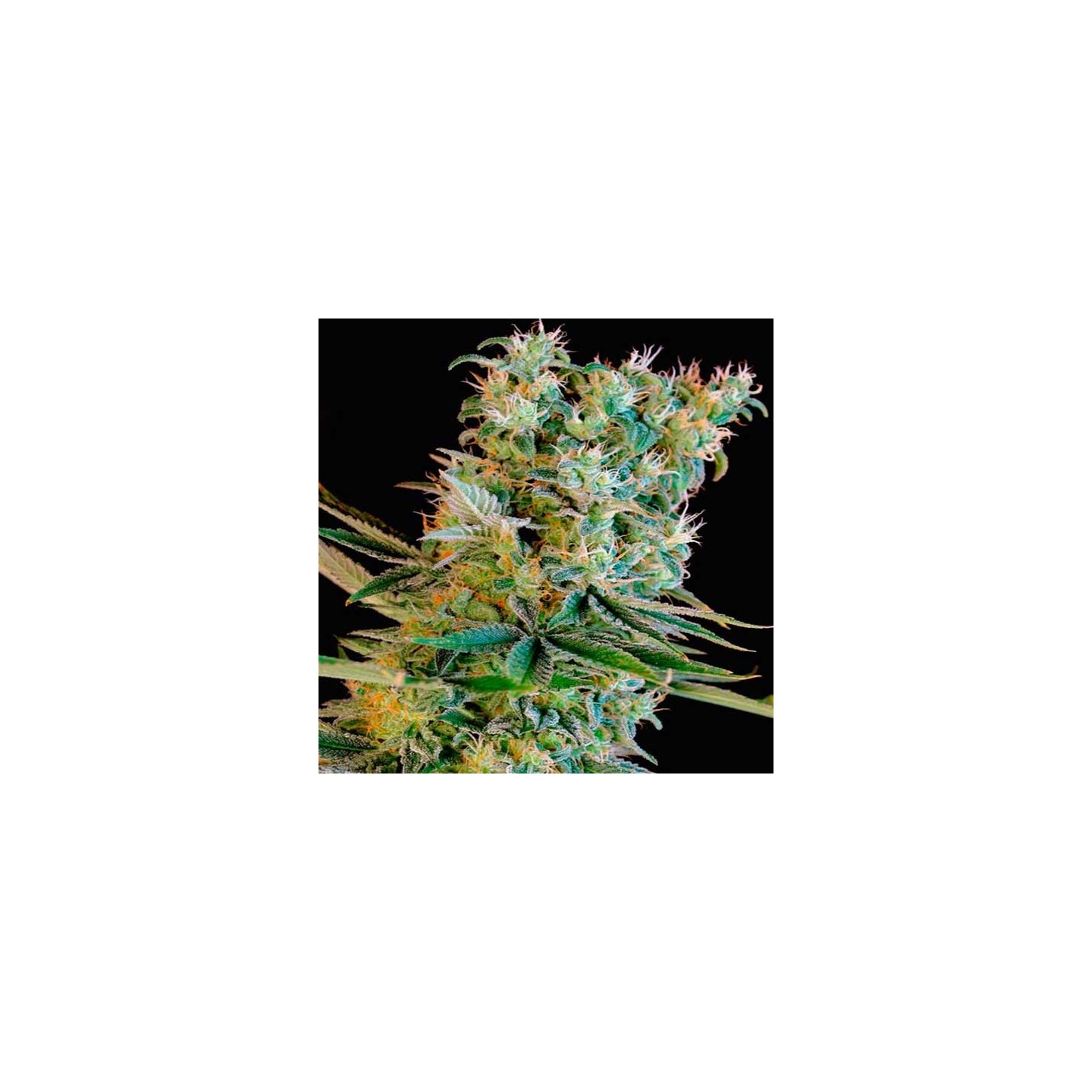 Kritikal Bilbo Feminizada de Genehtik Seeds