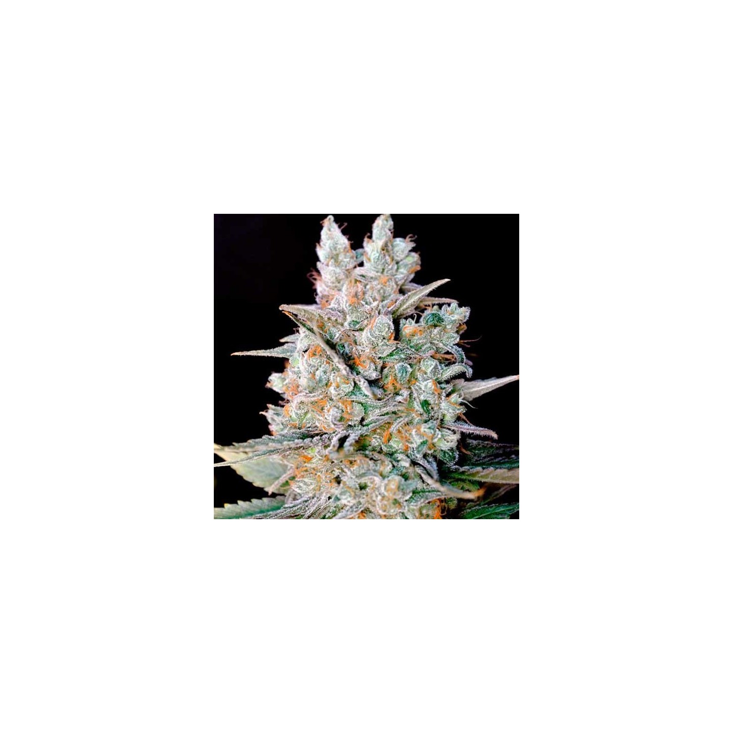 Kritikal Bilbo Autofloreciente Feminizada de Genehtik Seeds