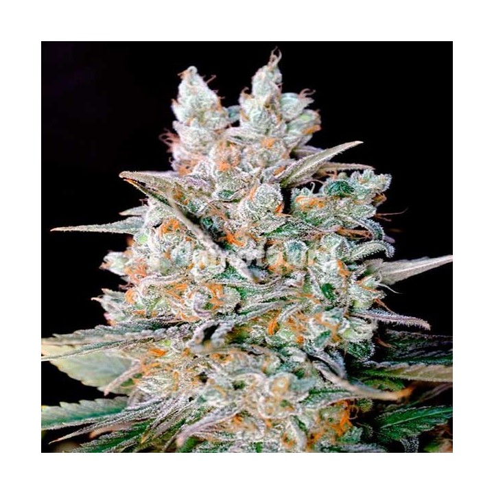 Kritikal Bilbo X AK 47 Feminizada de Genehtik Seeds