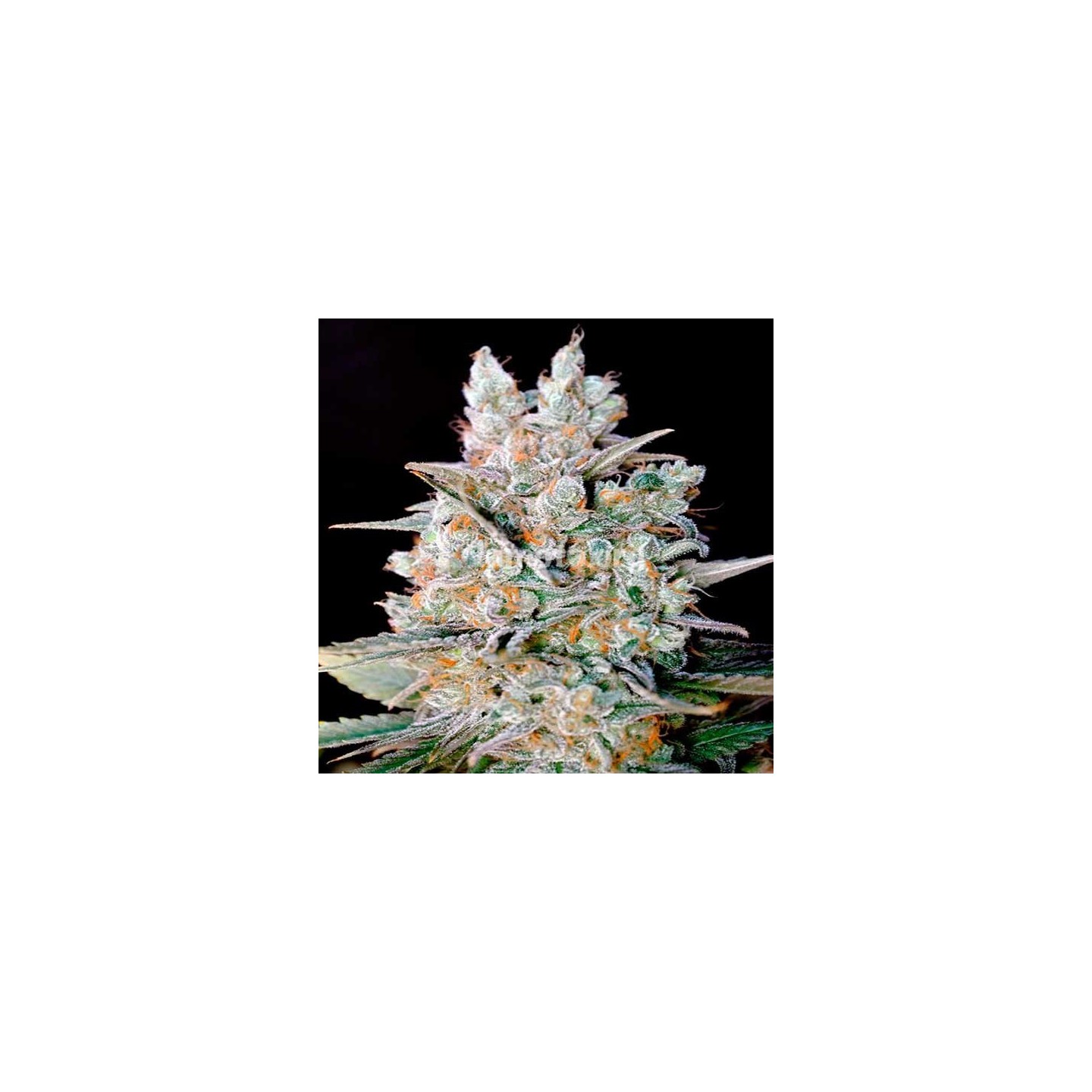 Kritikal Bilbo X AK 47 Feminizada de Genehtik Seeds
