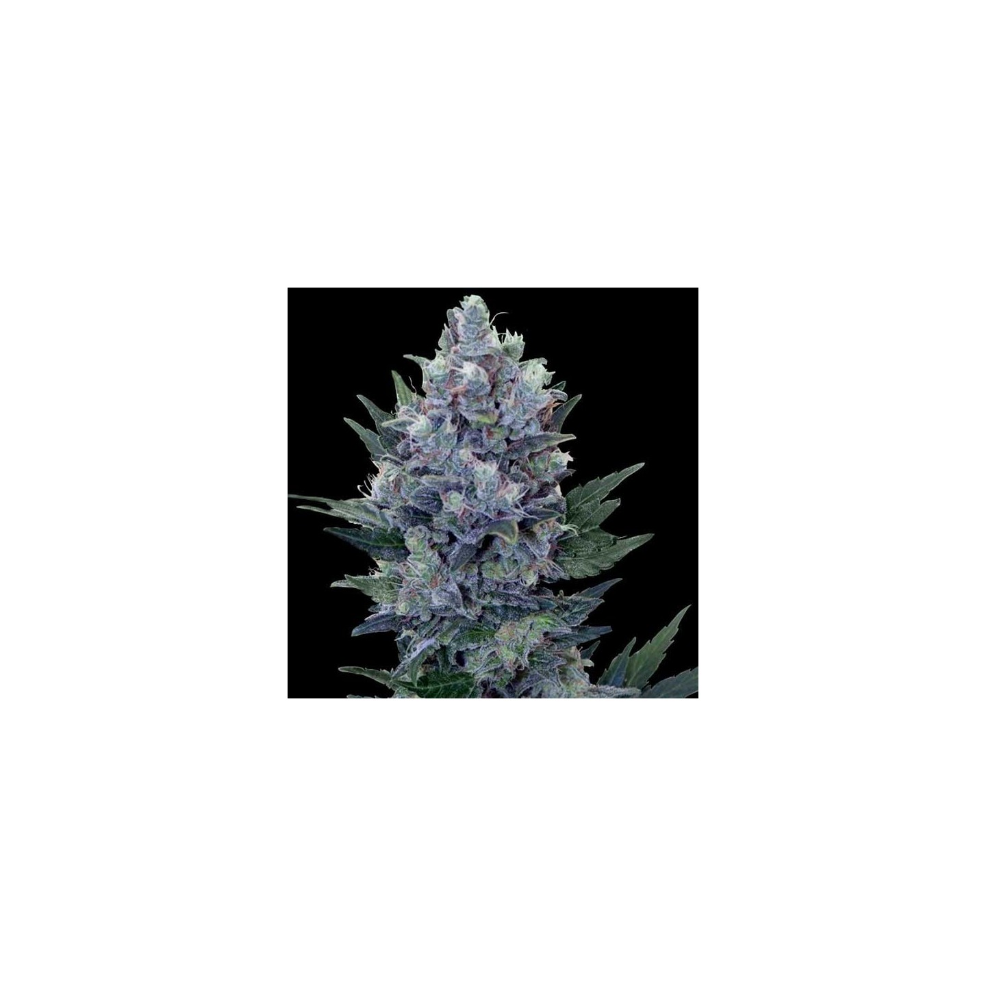 Northern Lights Autofloreciente Feminizada de Genehtik Seeds