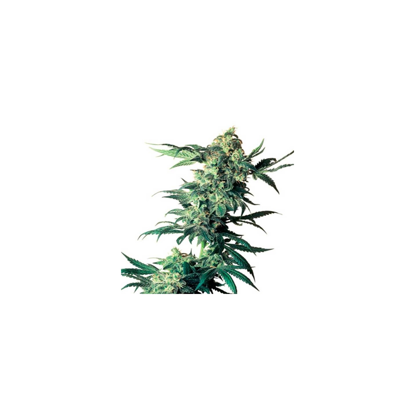 Northern Lights X Feminizada de Genehtik Seeds