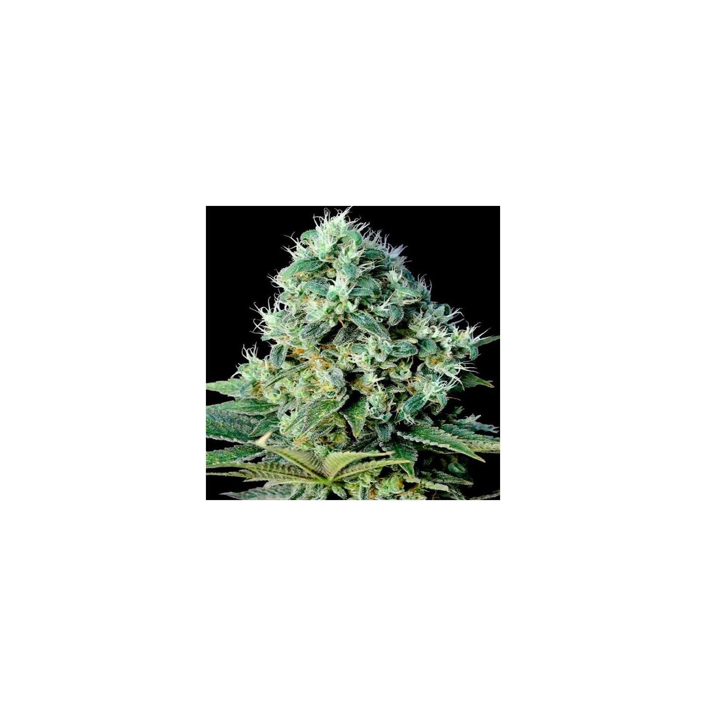 Santa Bilbo Feminizada de Genehtik Seeds