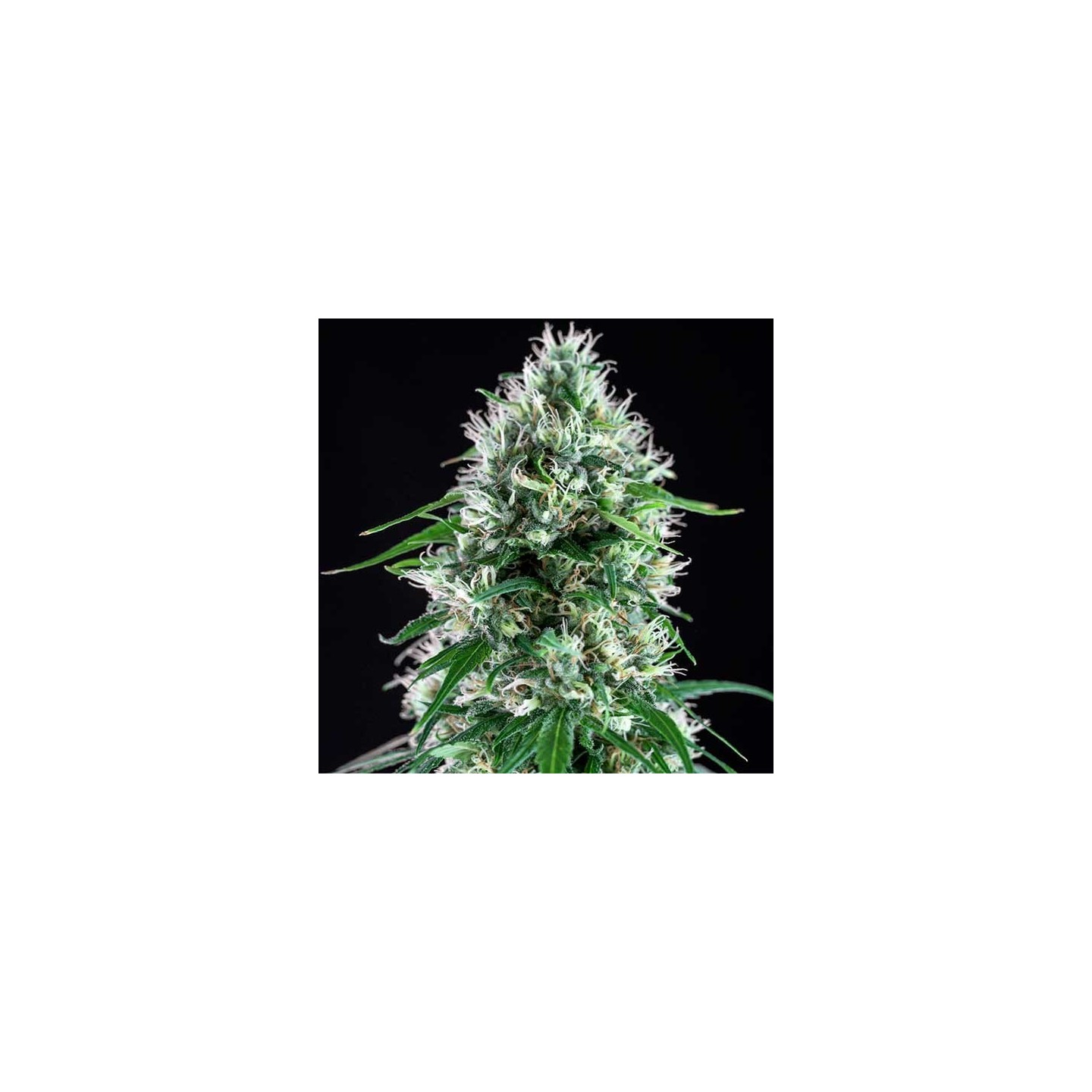 Super Silver Bilbo Feminizada de Genehtik Seeds
