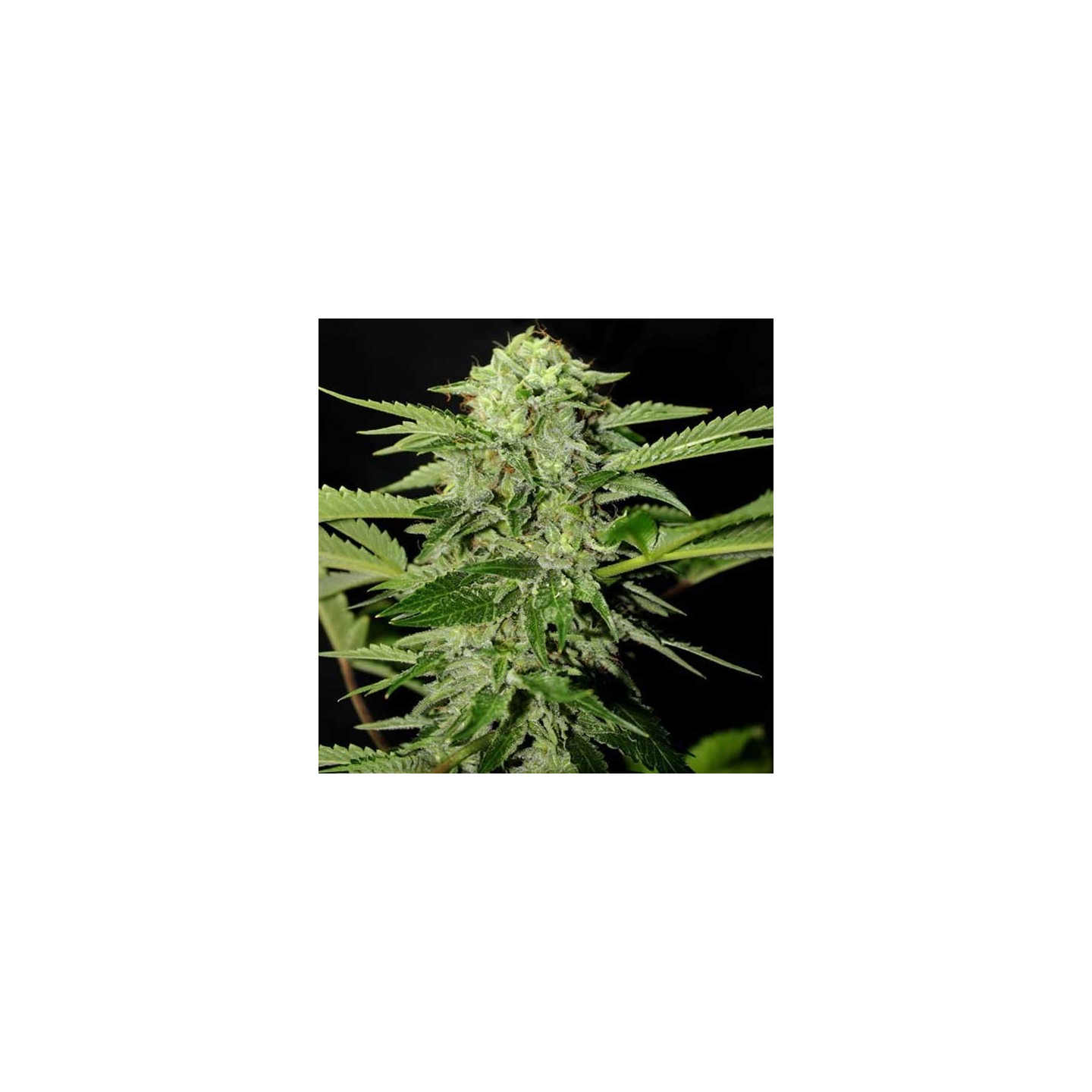 Txees Bilbo Feminizada de Genehtik Seeds