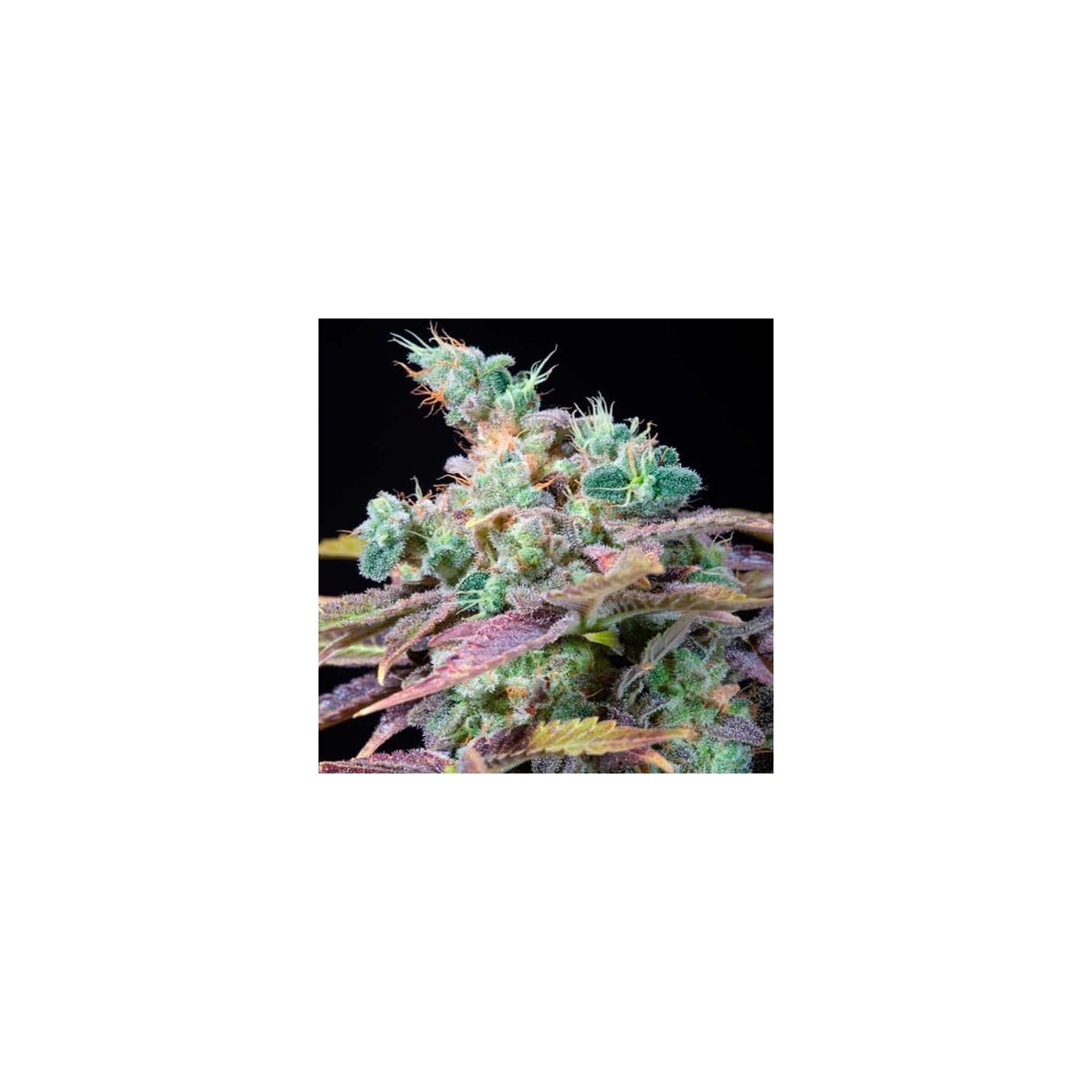 Txomango Feminizada de Genehtik Seeds