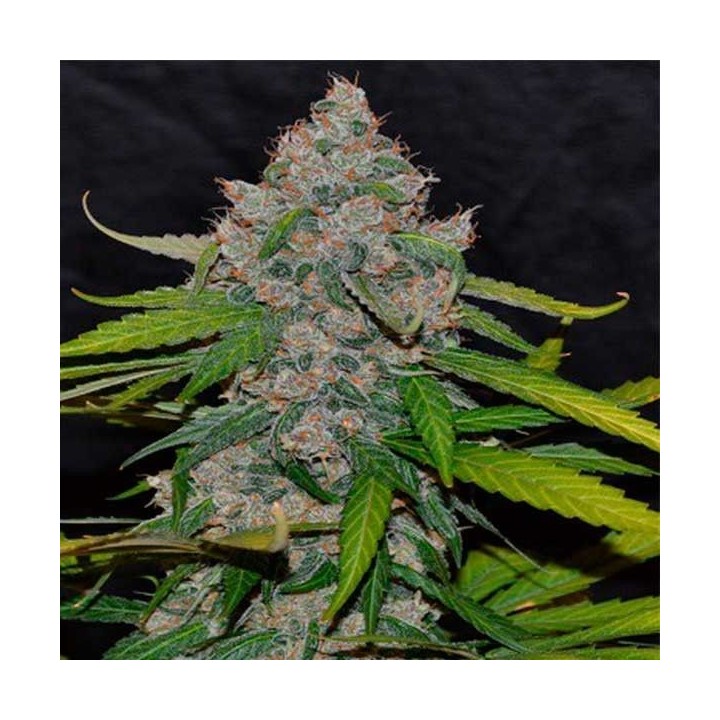 Cbg Autofloreciente Feminizada de Cannabiogen Seeds