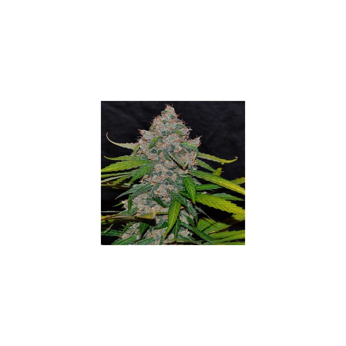Cbg Autofloreciente Feminizada de Cannabiogen Seeds
