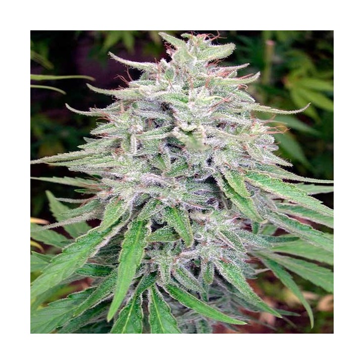 Bangi Haze Regular de Cannabiogen Seeds