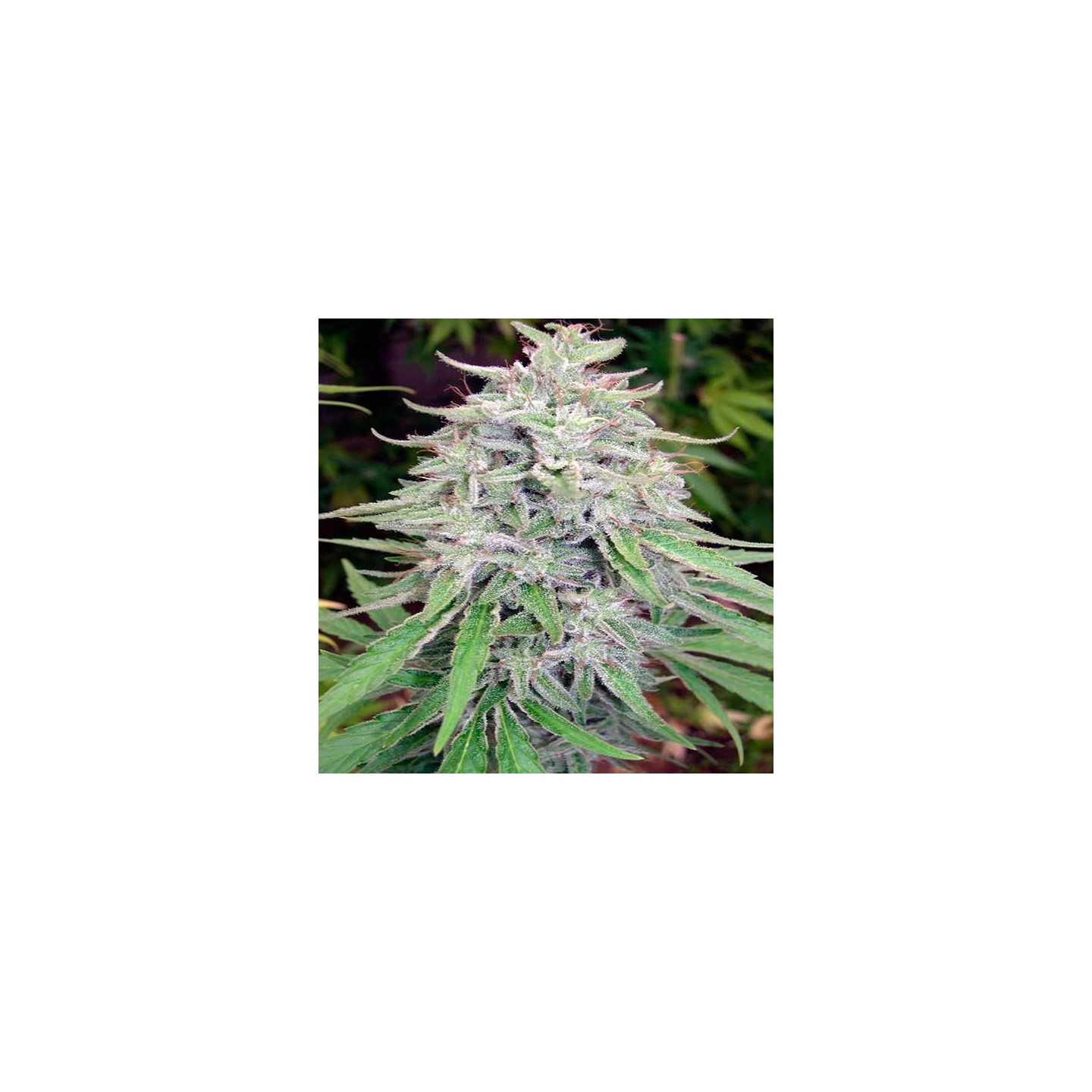 Bangi Haze Regular de Cannabiogen Seeds