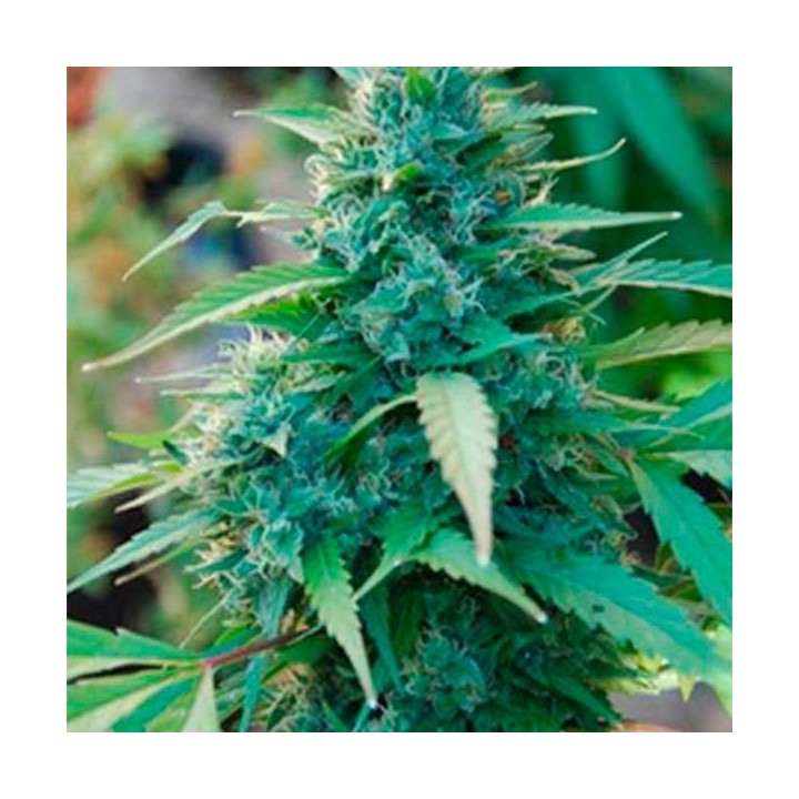 Caribe Feminizada de Cannabiogen Seeds