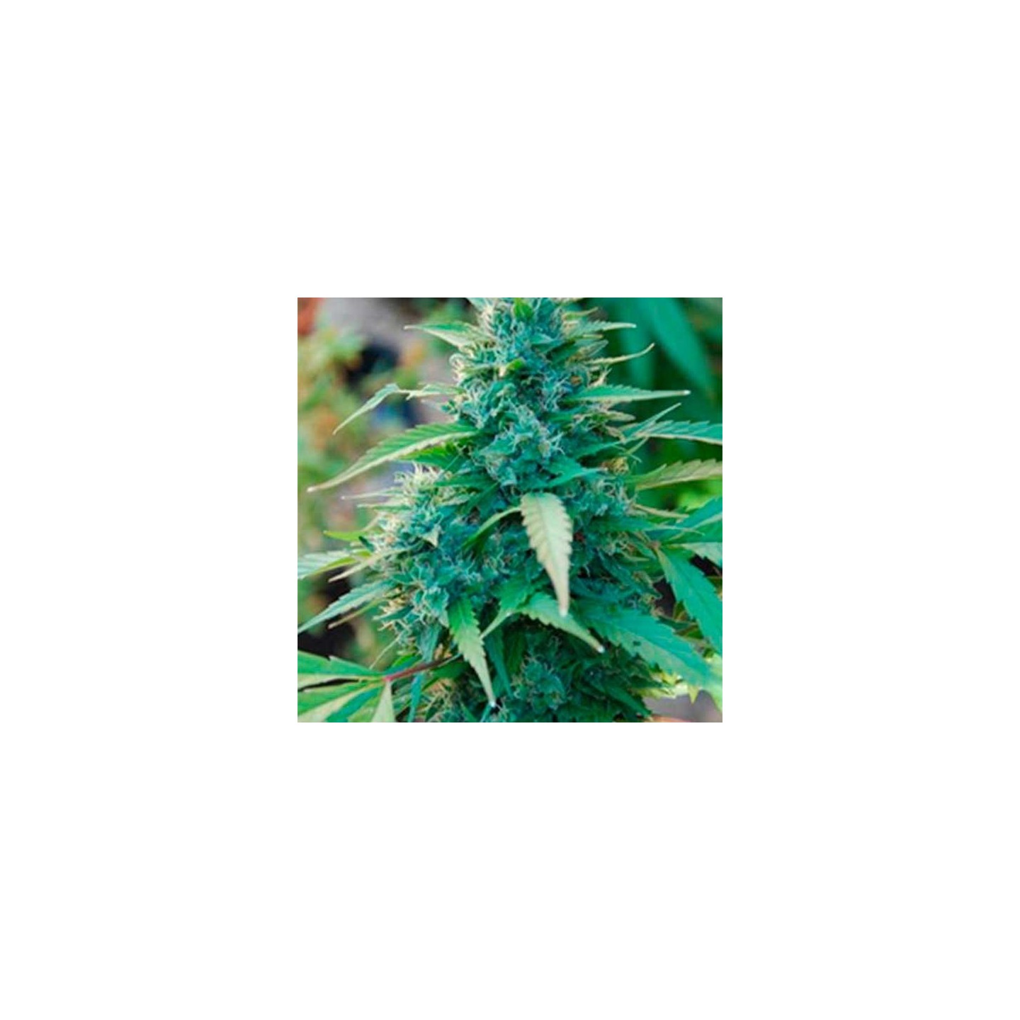 Caribe Feminizada de Cannabiogen Seeds