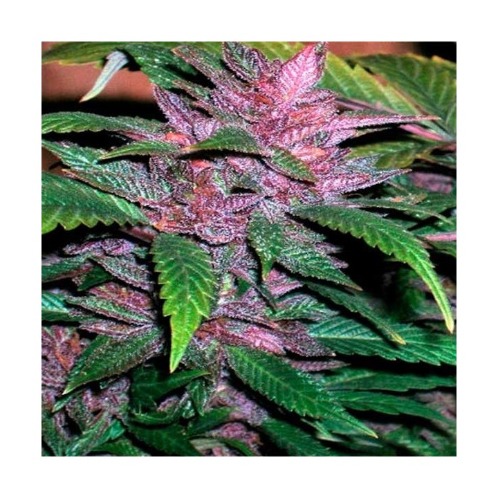 Chitral Feminizada de Cannabiogen Seeds