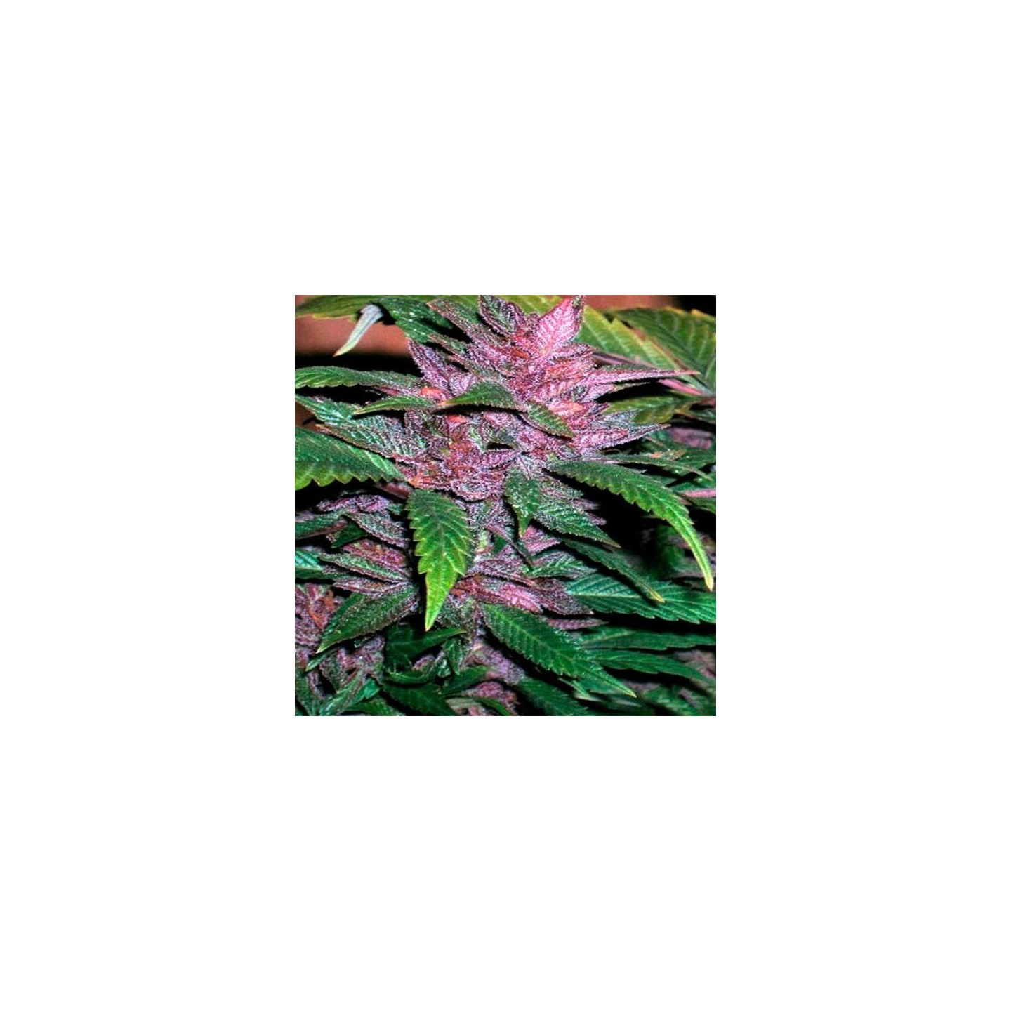 Chitral Feminizada de Cannabiogen Seeds
