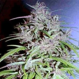 Destroyer Feminizada de Cannabiogen Seeds