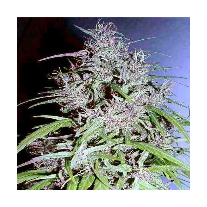 Destroyer Feminizada de Cannabiogen Seeds