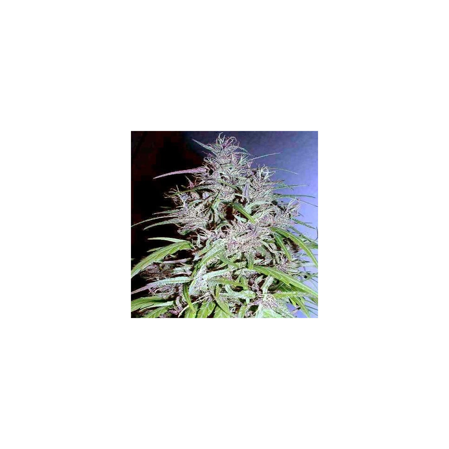 Destroyer Feminizada de Cannabiogen Seeds