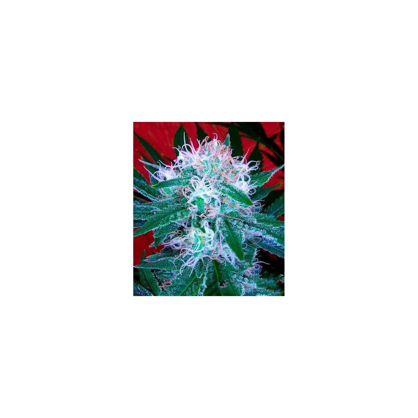 Bomb Autofloreciente Feminizada de Bomb Seeds