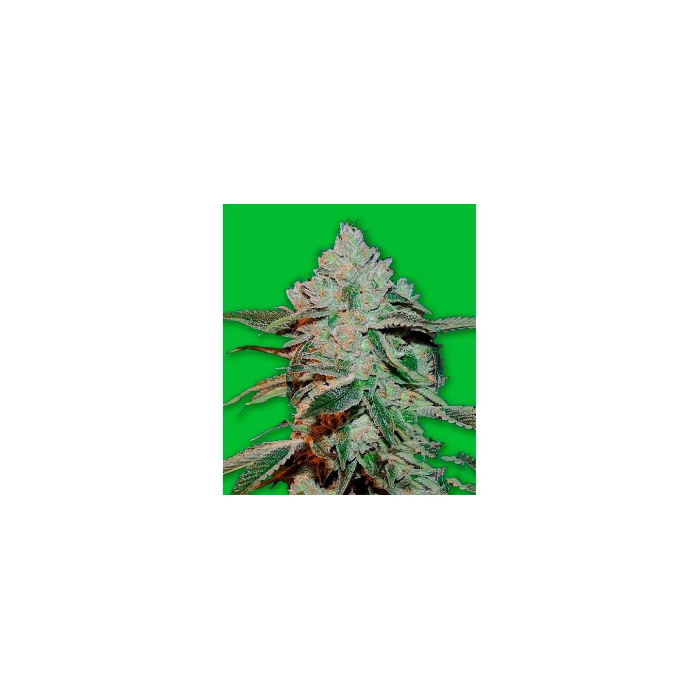 Atomic Bomb Feminizada de Bomb Seeds