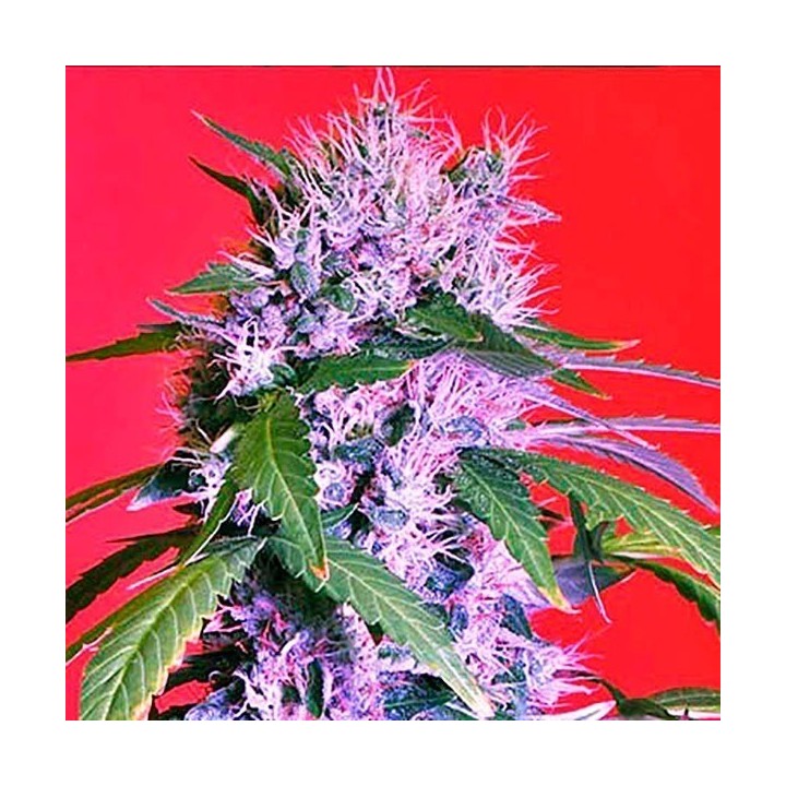 Berry Bomb Feminizada de Bomb Seeds