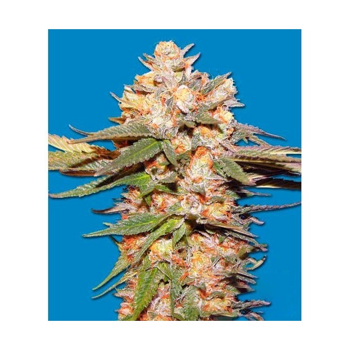 Big Bomb Feminizada de Bomb Seeds