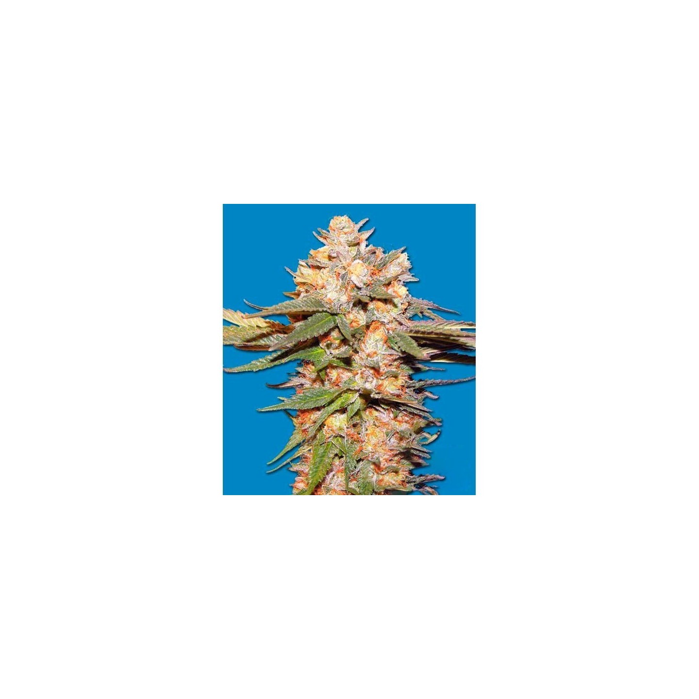 Big Bomb Feminizada de Bomb Seeds