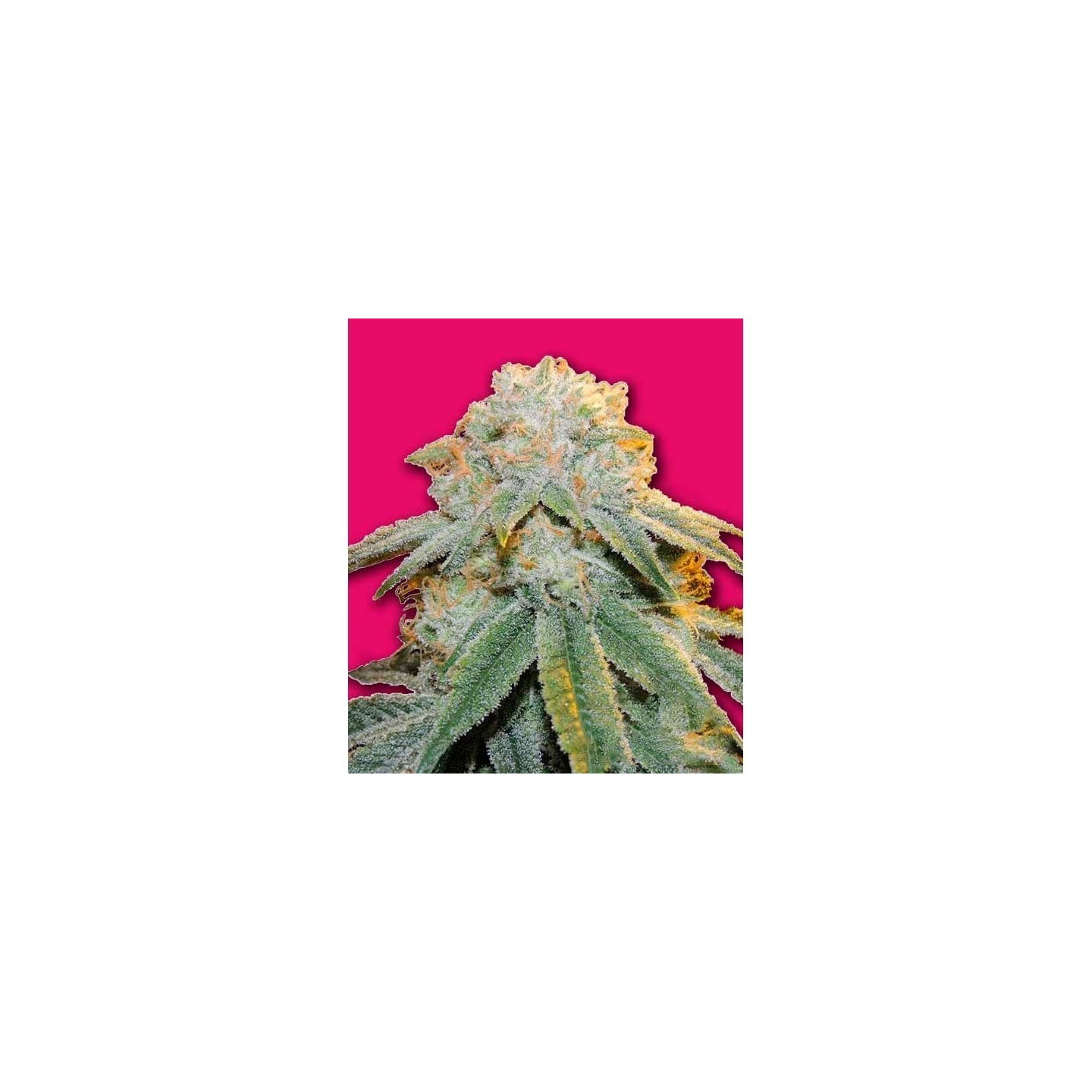 Bubble Bomb Feminizada de Bomb Seeds