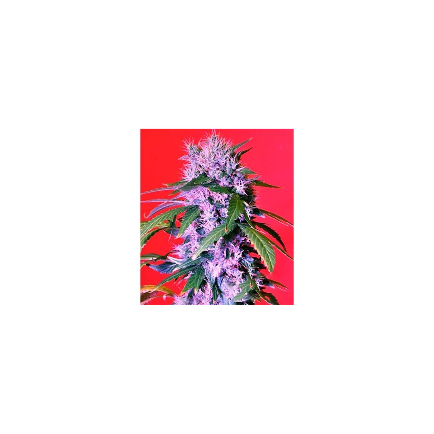 Berry Bomb Autofloreciente Feminizada de Bomb Seeds