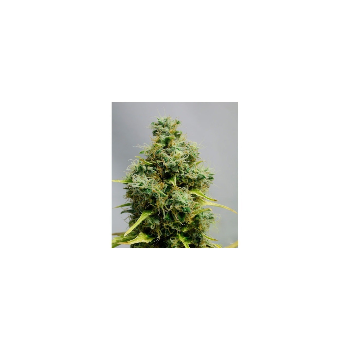 Big Bomb Autofloreciente Feminizada de Bomb Seeds