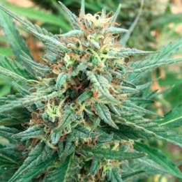 Ghana Regular de Cannabiogen Seeds