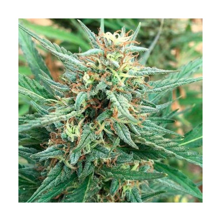 Ghana Regular de Cannabiogen Seeds