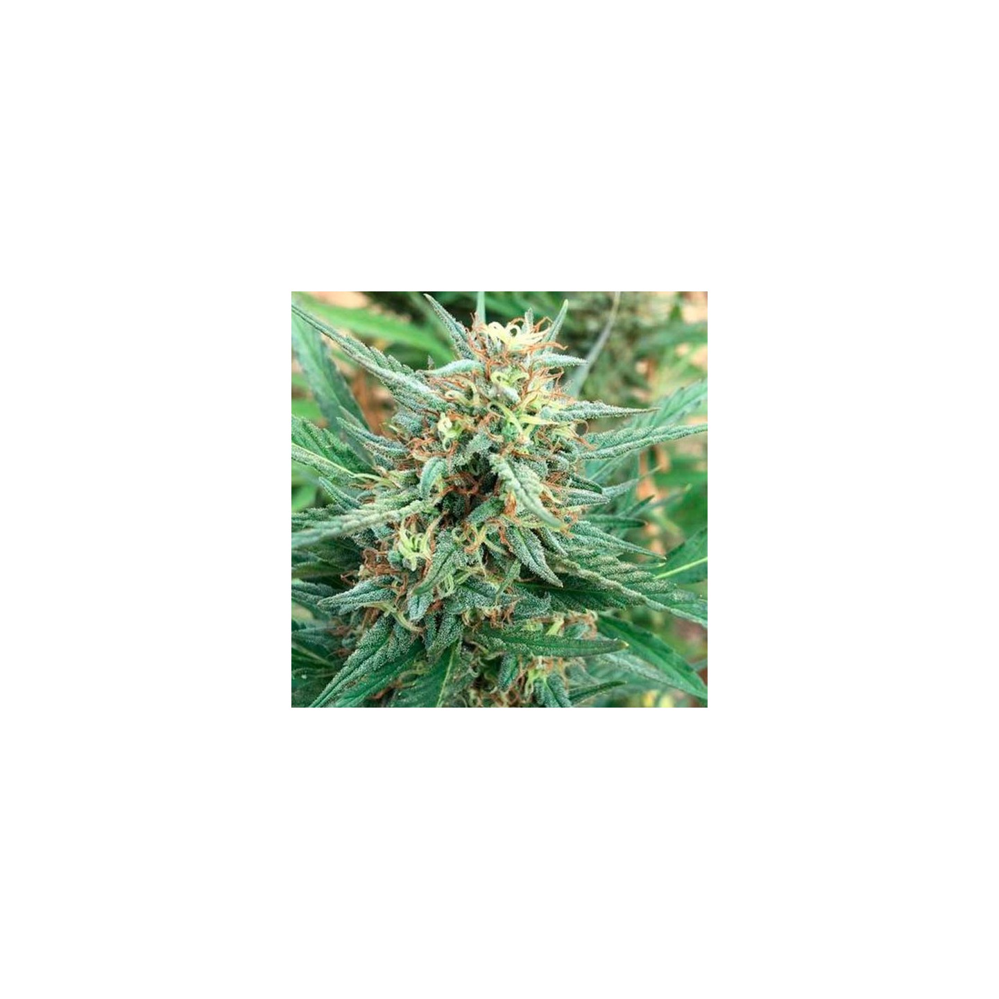 Ghana Regular de Cannabiogen Seeds