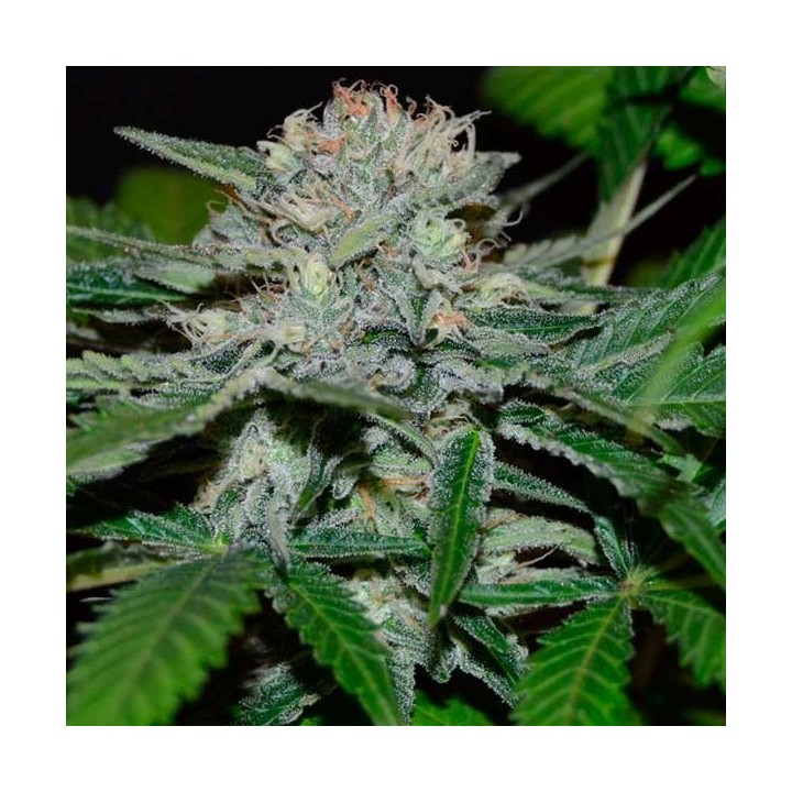 Hash Fruit Regular de Cannabiogen Seeds