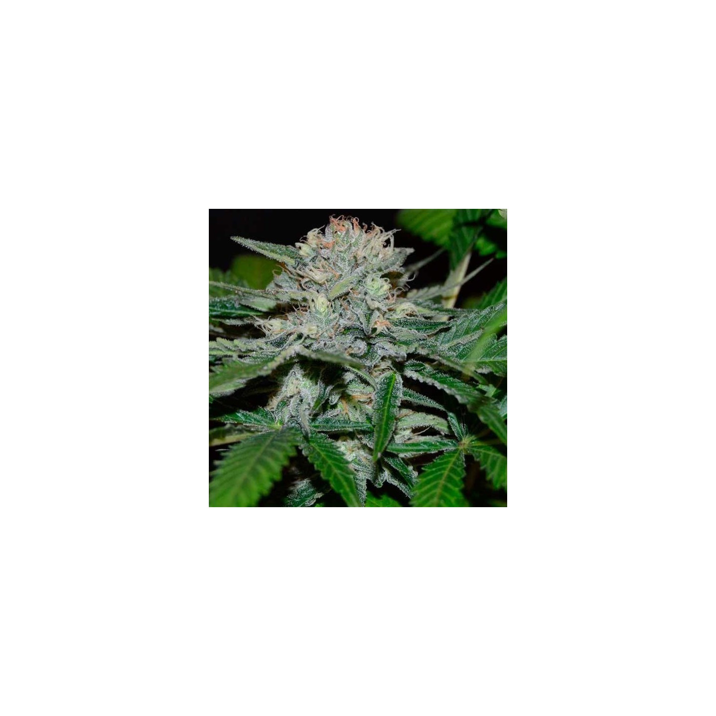 Hash Fruit Regular de Cannabiogen Seeds