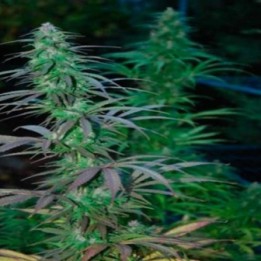 Jarilla Regular de Cannabiogen Seeds