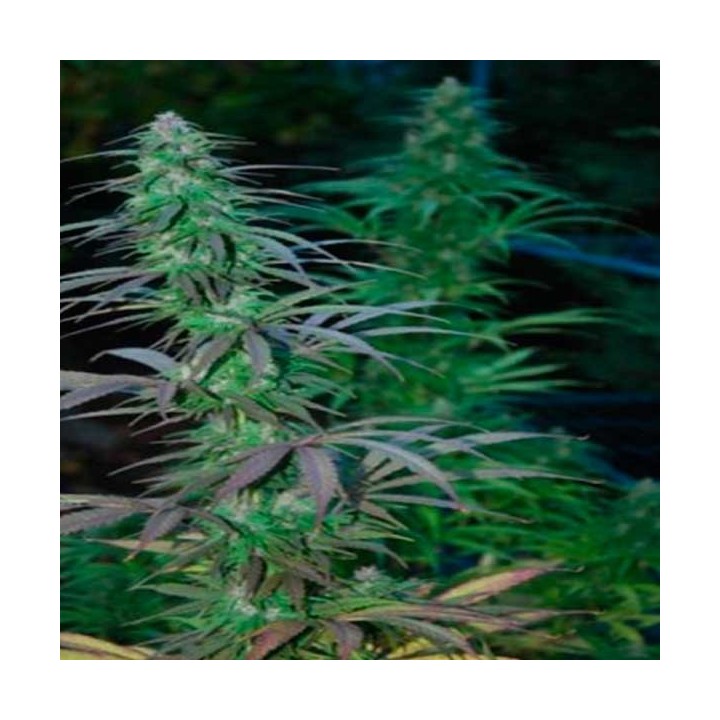 Jarilla Regular de Cannabiogen Seeds