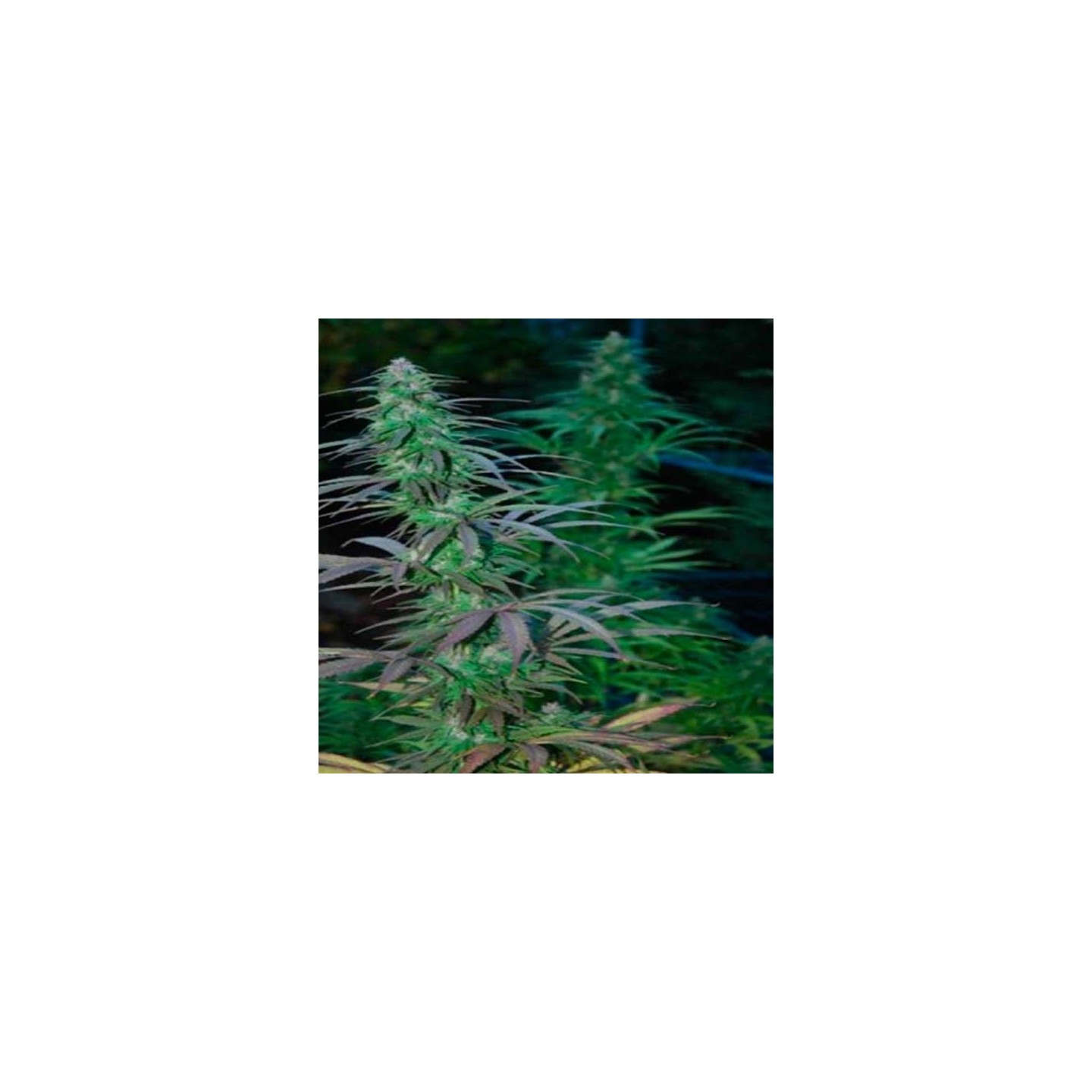 Jarilla Regular de Cannabiogen Seeds