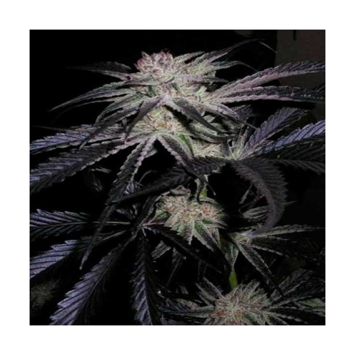 Mango/Peyote Feminizada de Cannabiogen Seeds