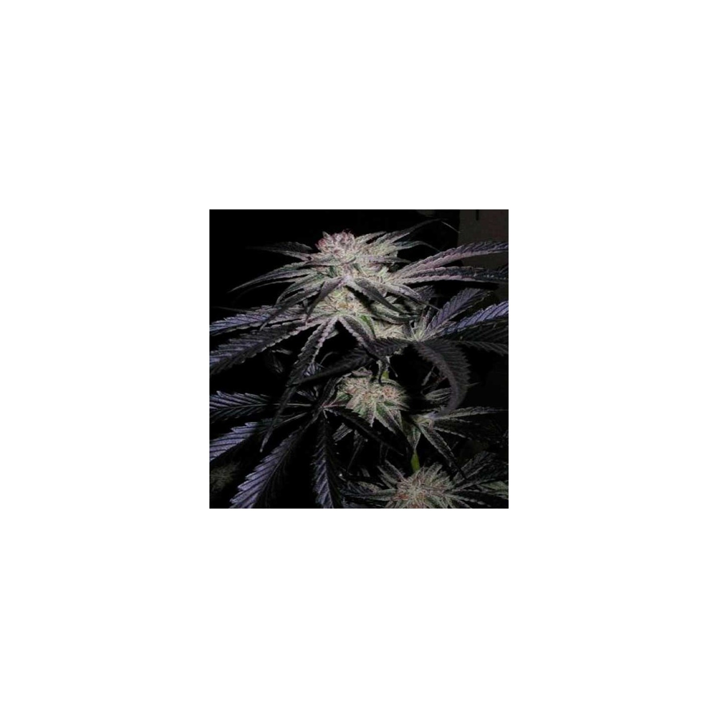 Mango/Peyote Feminizada de Cannabiogen Seeds