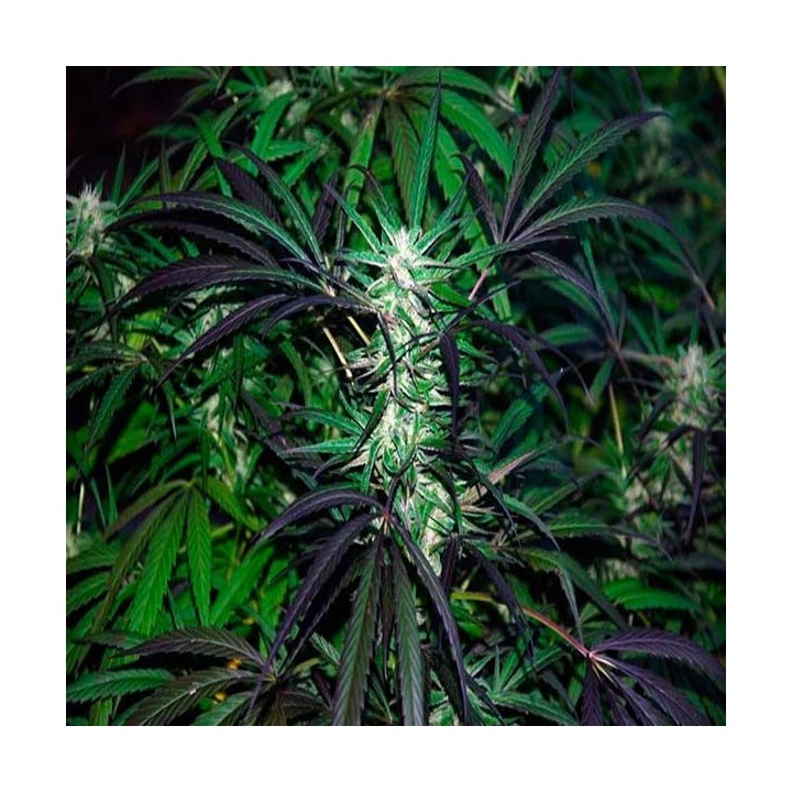 Mangobiche Regular de Cannabiogen Seeds