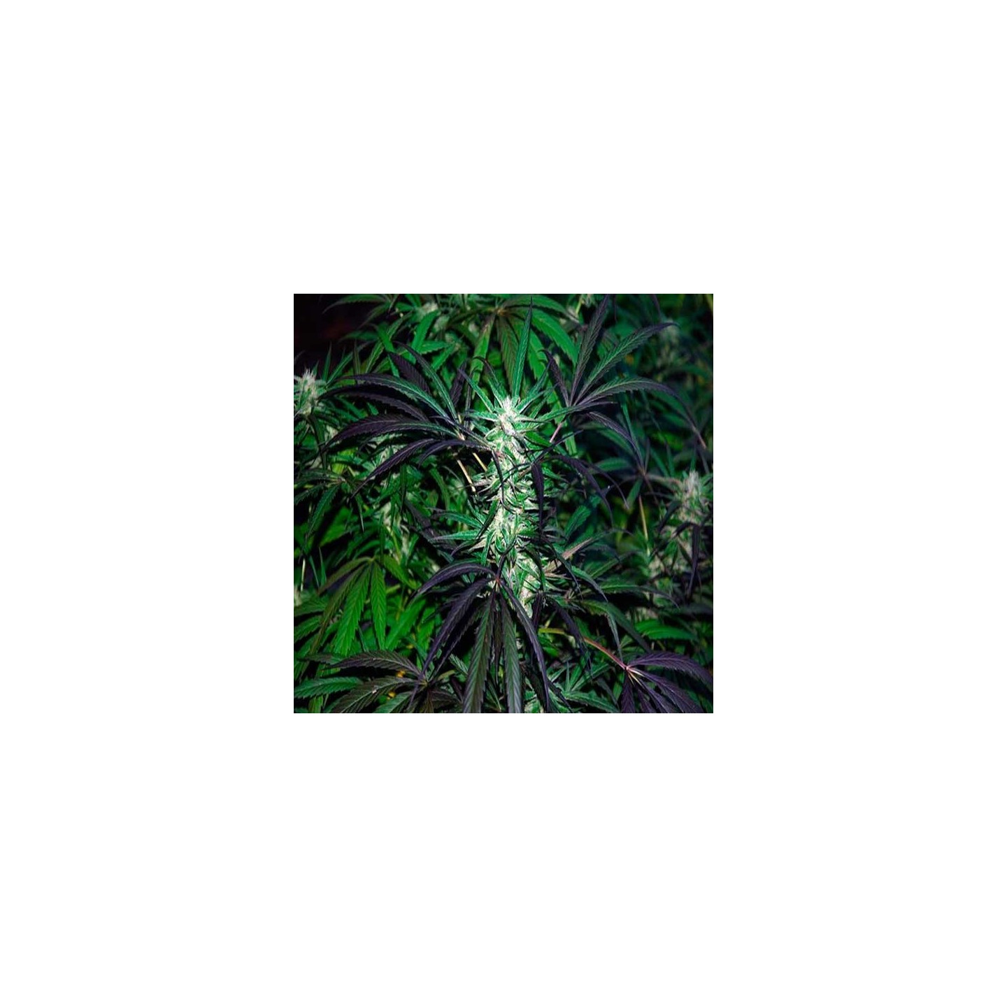 Mangobiche Regular de Cannabiogen Seeds