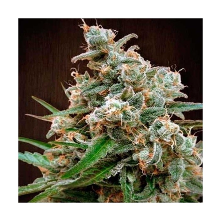 Nepal Jam Regular de Cannabiogen Seeds