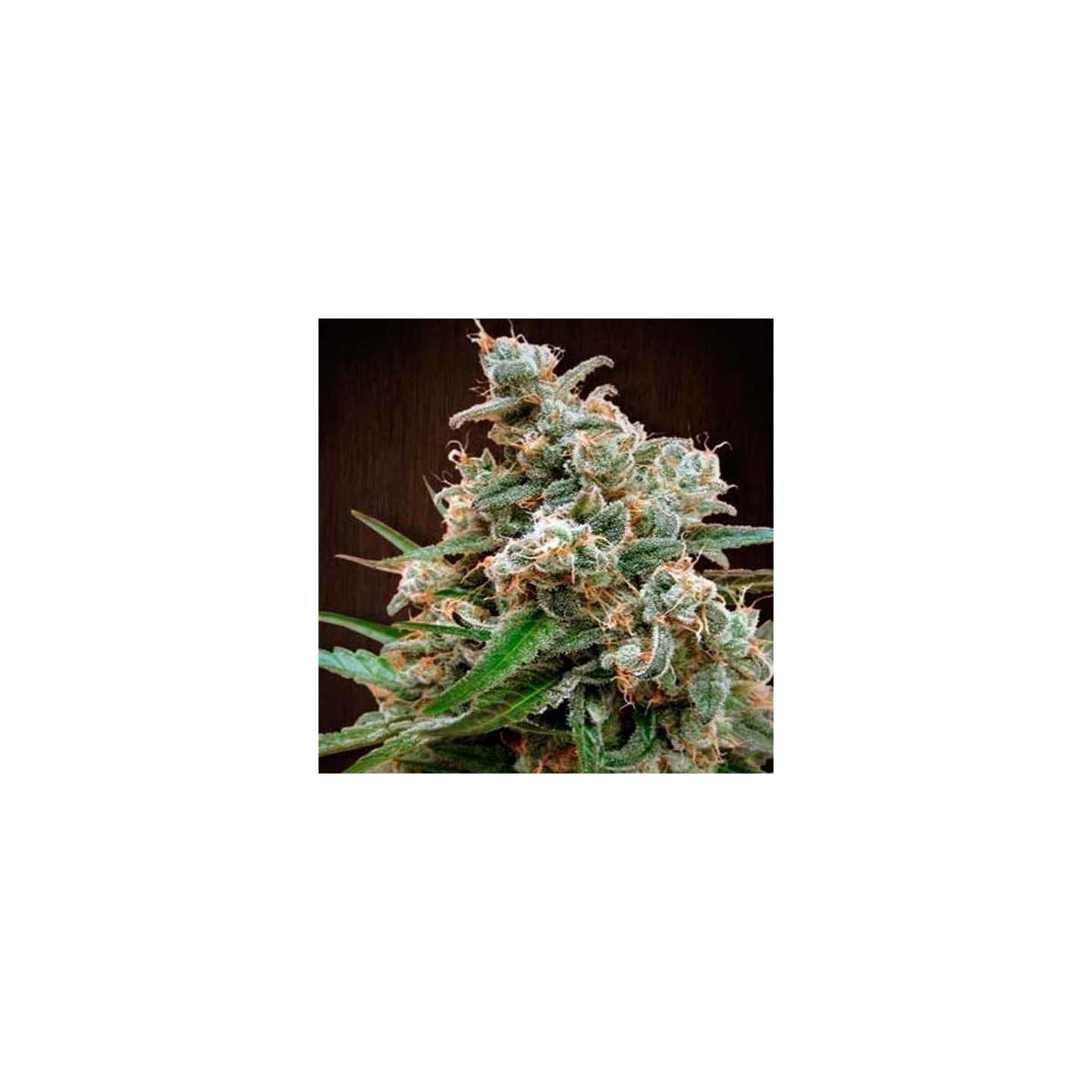 Nepal Jam Regular de Cannabiogen Seeds
