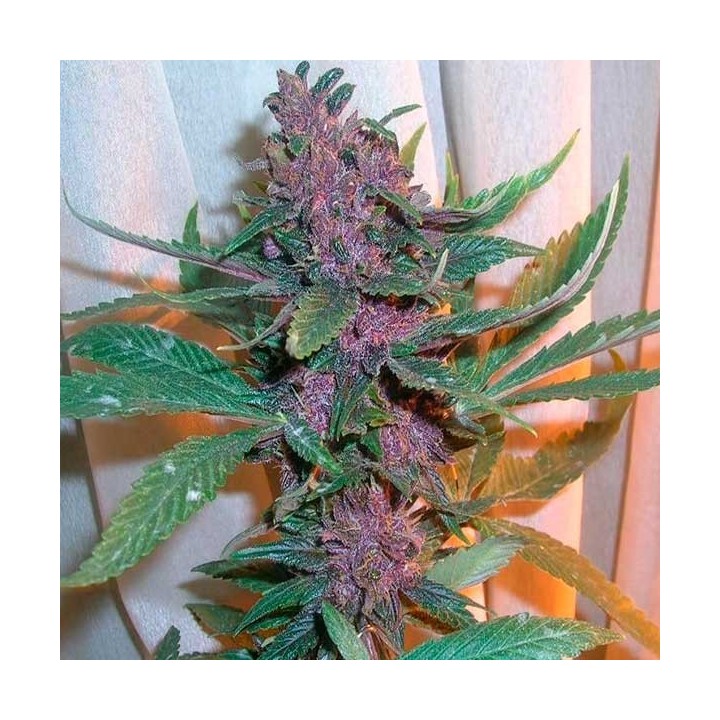 Pakistan Chitral Kush Feminizada de Cannabiogen Seeds
