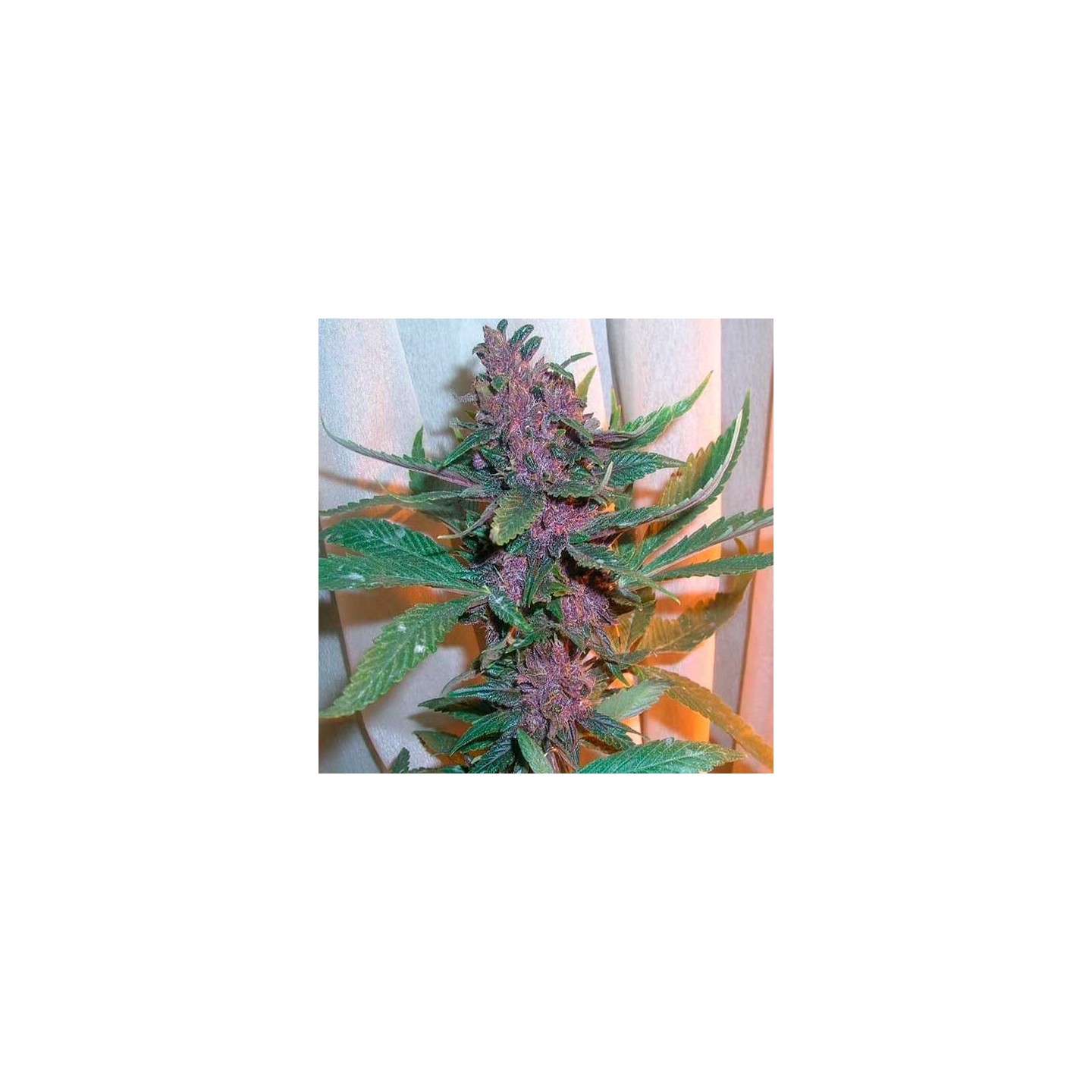 Pakistan Chitral Kush Feminizada de Cannabiogen Seeds