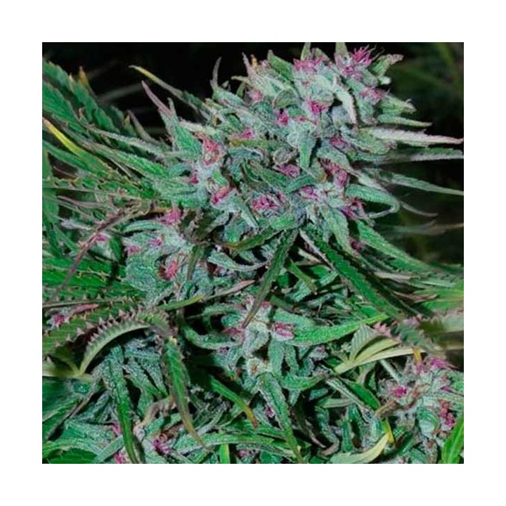 Panama Feminizada de Cannabiogen Seeds