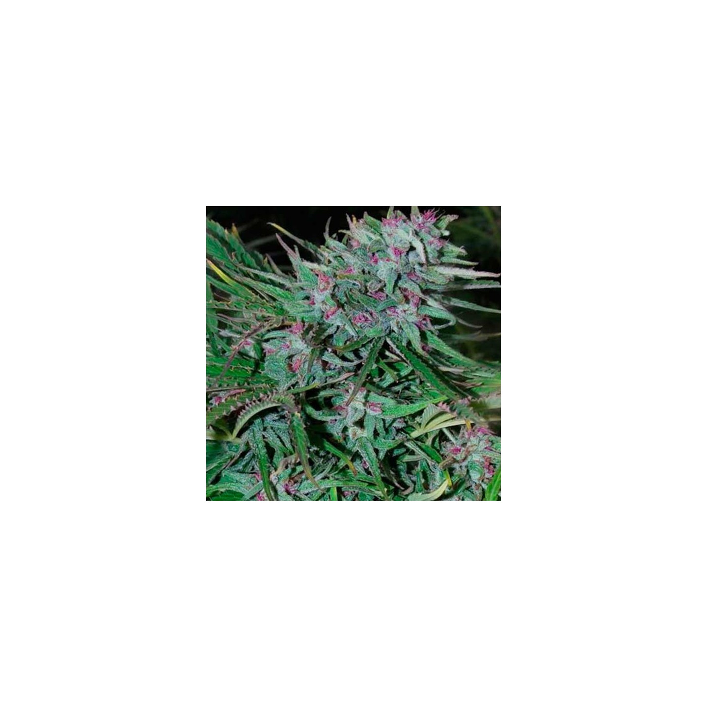 Panama Feminizada de Cannabiogen Seeds